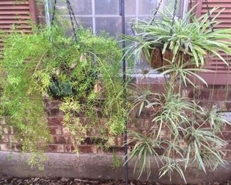 Two of several live hanging/potted plants