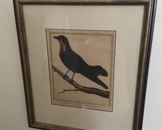 Antique bird print.