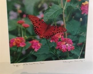 Butterfly signed