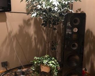 Ficus trees speakers not for sale 