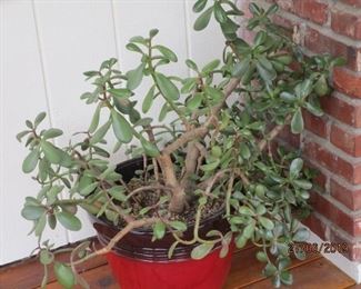 JADE PLANT