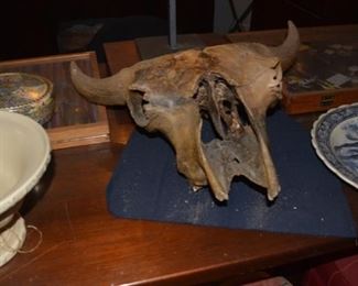 Petrified Cow Skull
