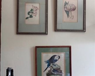 A pair of 18th c hand-tinted botanical etchings by Alfred Adlard and one antique 1813 hand-tinted George Edwards Arctic Tern etching. 