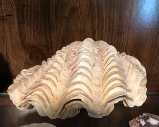 Large Clam shell