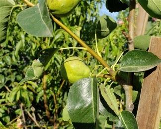 pear