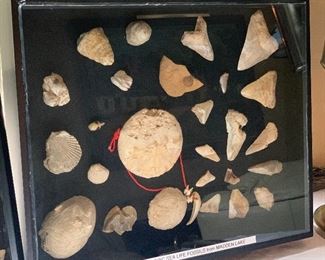 Prehistoric Sea Life Fossils from Madden Lake - to be sold through bid. 