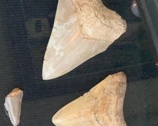 Prehistoric Sea Life Fossils from Madden Lake 