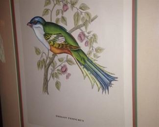 "Trogon Temnurus" by J & E Gould