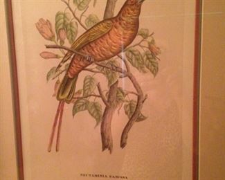"Nectarinia Famosa" by J & E Gould