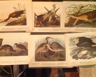 Six Audubon book prints