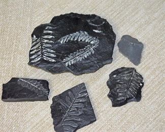 Leaf Fossils