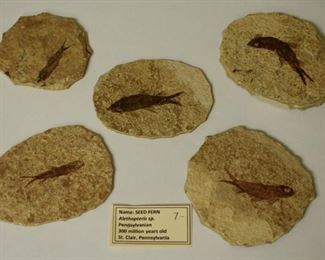 Fish Fossils