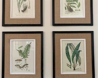 Botanical Prints