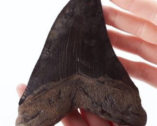 One large black megalodon tooth fossil with a hooked shape. The serrations are well preserved. The megalodon (Carcharocles megalodon) lived 23 to 3.6 million years ago from the Early Miocene to the end of the Pliocene. The megalodon was the largest shark, as well as the largest fish, ever to have lived on earth, reaching sizes up to 59 feet in length. They had an average bite diameter of over nine feet, making them incredibly powerful and efficient predators.
SKU: 01363
Follow us on Instagram: @revereauctions