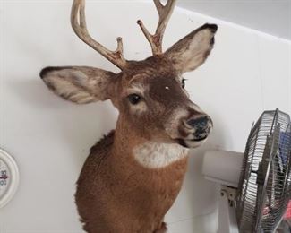 Deer mount