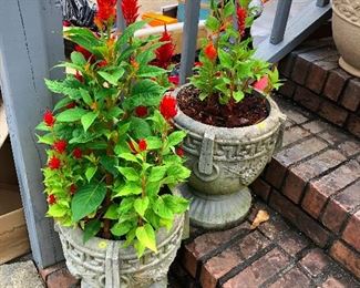 gorgeous mature potted plants