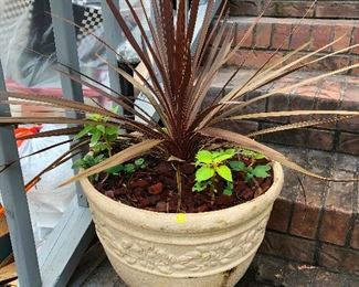 potted plant you want on your porch