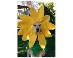 aaaa