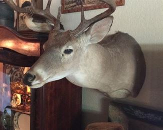 Deer mount, vintage hunting art piece above 