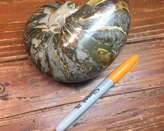 Large Fossilized Nautilus