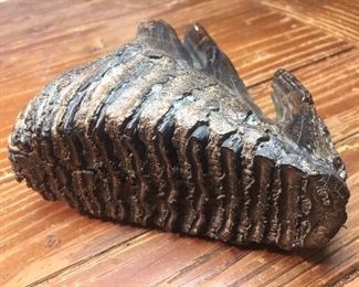 Woolly Mammoth Tooth!