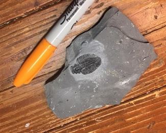 Trilobite from Utah