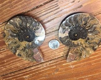Beautiful, Colorful Ammonite
