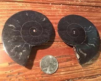 Hard to find Black Ammonite Slices