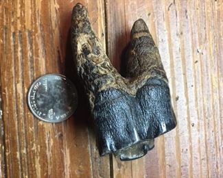 Woolly Rhinocerous Tooth from China