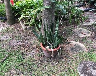 Potted plant