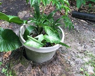Plant