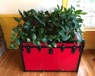 Two thriving plants. Old trunk painted red and trimmed in black.