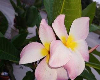 Beauty is all around us.....if we take the time to look around for it! Kay & Glenis look forward to seeing you at the sale!