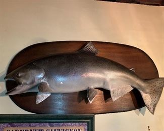 Wall Mounted Salmon