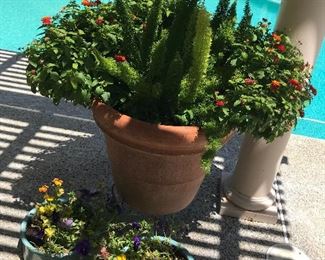 plants