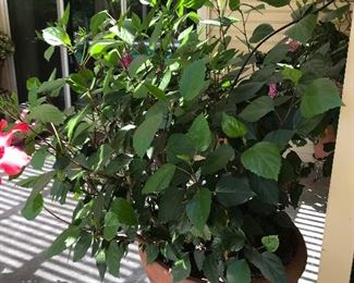 plants