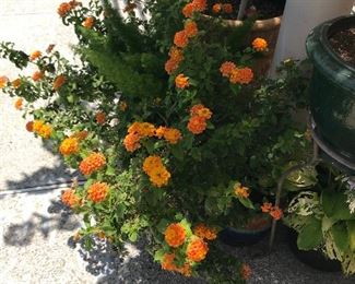 plants
