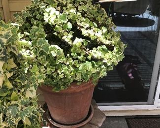 topiary