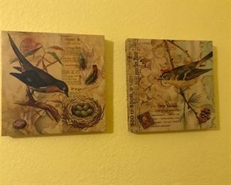 bird pictures