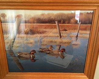 Green-Winged Teal/Common Teal Framed Picture 