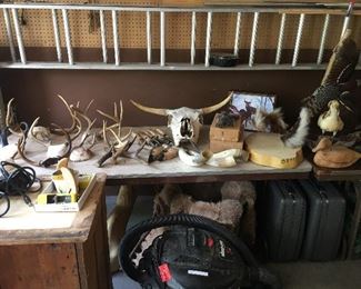 Antlers, bull skull, hides, and too much to list.