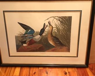 Audubon "Shovelled Duck" - Amsterdam portfolio