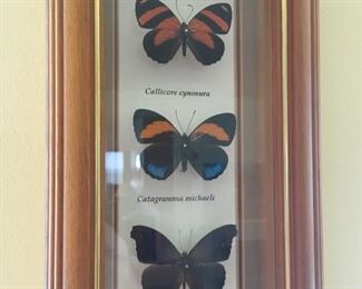 Real framed butterflies are spectacular.