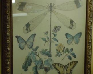Pair of framed exotic butterflies.