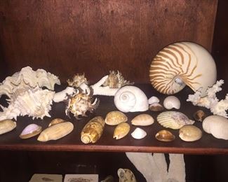 Large shell collection