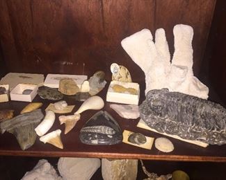 Shells and Fossils