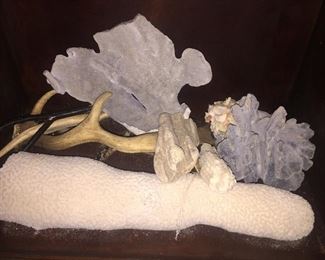 Sea Fans and coral