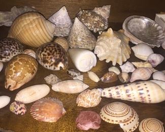 More shells