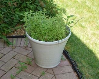 Plant Container