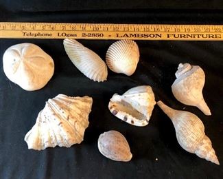 Seashell lot.